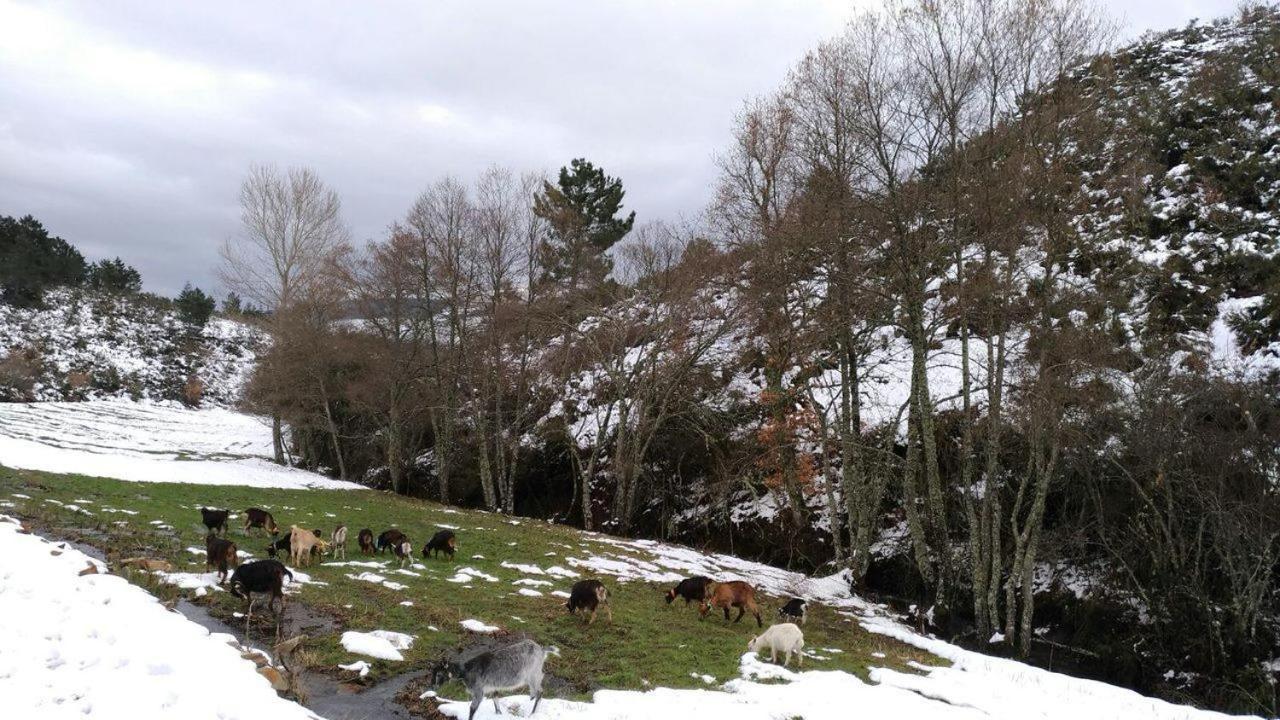 Terrasense Mountain Charm Retreat & Farm Appartement Videmonte Buitenkant foto